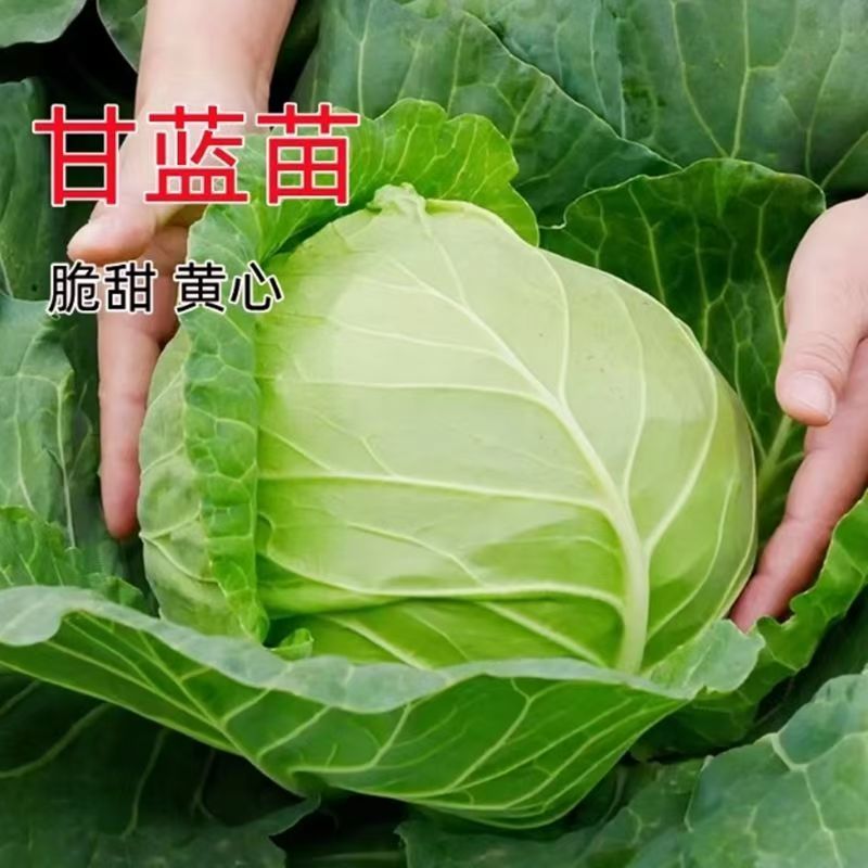 软绿水果甘蓝苗卷心菜苗带土发货苗场直发四季高产包菜庭院蔬菜苗