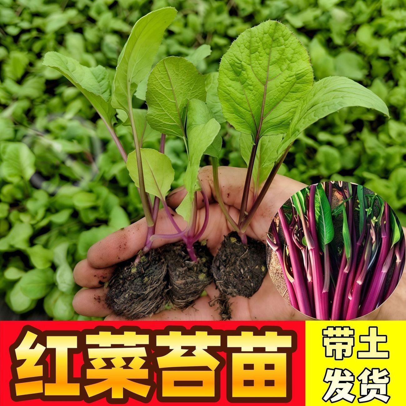 红菜苔秧苗阳台家庭种植多茬采收御菜苗秧四季蔬菜苗耐寒高产盆栽