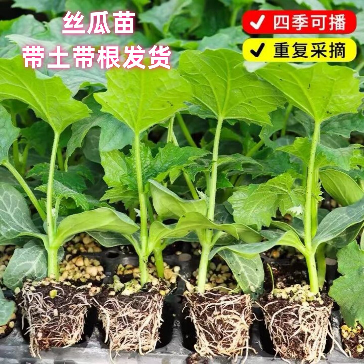 白玉丝瓜苗庭院阳台种植蔬菜苗青肉丝瓜苗耐热爬藤丝瓜成活高早熟