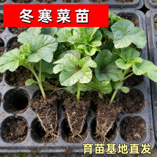 冬寒菜种子种籽孑冬苋菜苗秧蔬菜适合冬天四季秧苗菜苗菜籽老品种