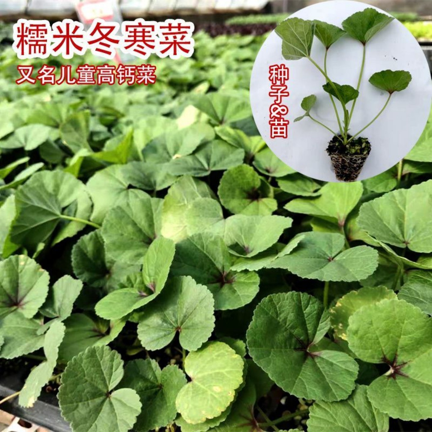 糯米冬寒菜苗儿童高钙菜苗落葵马蹄菜苗反复采收冬苋菜苗基地直发