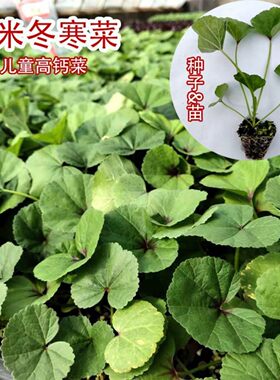 糯米冬寒菜苗儿童高钙菜苗落葵马蹄菜苗反复采收冬苋菜苗基地直发