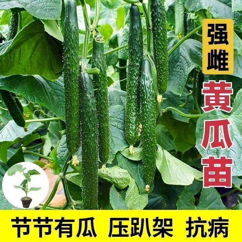 青黄瓜秧苗水果旱黄瓜秧苗耐高温高产蔬菜种苗黄瓜苗本地黄瓜秧苗