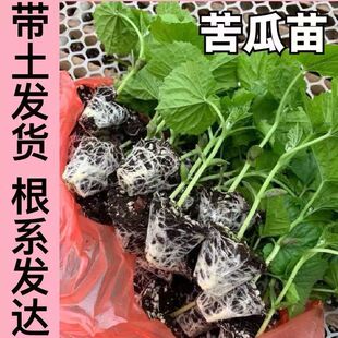 青白苦瓜苗珍珠苦瓜种苗盆栽苦瓜秧苗肉厚不苦高产早熟白玉苦瓜苗