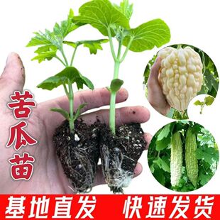 珍珠苦瓜种苗盆栽苦瓜秧苗肉厚不苦高产抗病性强早熟白玉苦瓜新鲜