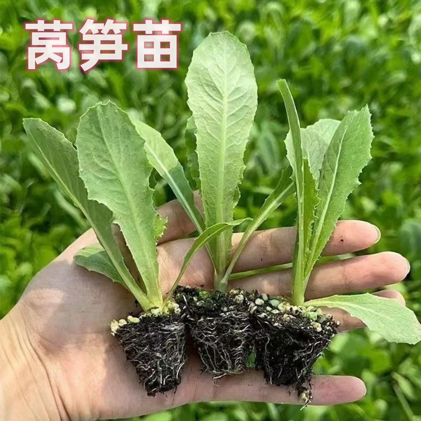 莴苣苗秧苗青皮红皮绿皮香莴笋苗带土抗冻耐抽苔油秋冬蔬菜苗种子