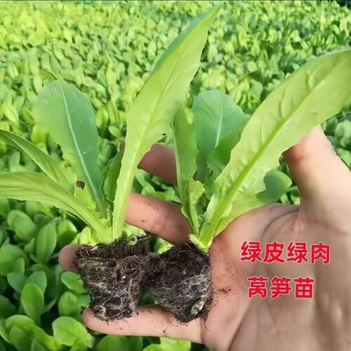 四季青皮莴笋苗红皮莴笋莴苣苗高产绿叶莴笋苗秋冬季各种秧苗耐寒