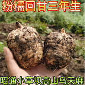 新鲜天麻正宗云南昭通小草坝天麻现挖带土发货新鲜天麻仿野生种植