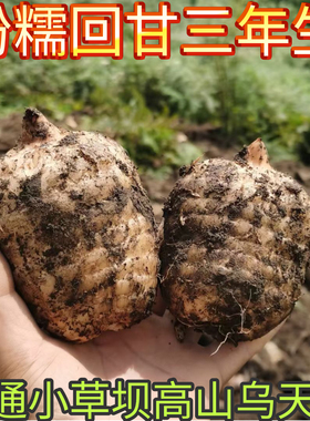 新鲜天麻正宗云南昭通小草坝天麻现挖带土发货新鲜天麻仿野生种植