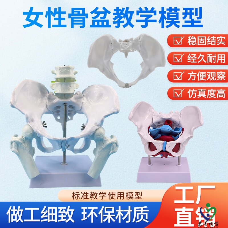 可活动女性骨盆标本模型髂骨坐骨耻骨产后康复盆底肌教学演示模型