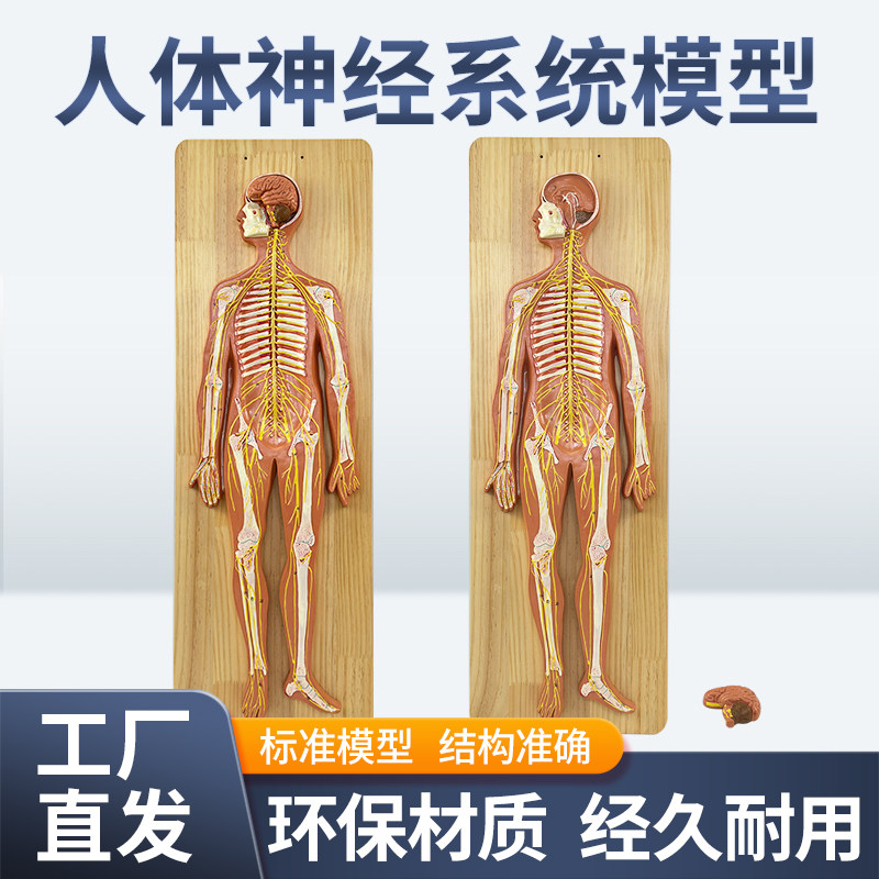 美善模型人体神经系统模型教具