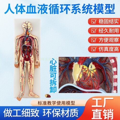 美善模型人体血液循环解剖教学