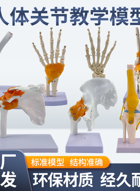 仿真关节功能演示1:1人体关节教学教具PVC材质静态人体骨骼模型