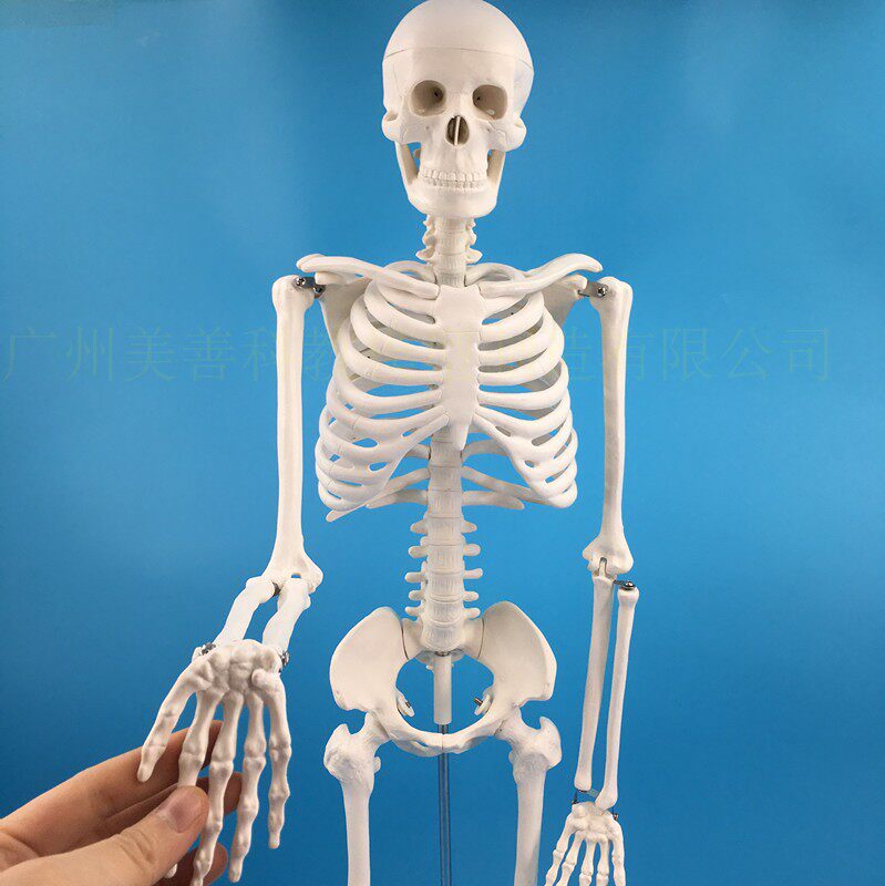 85cm Human Skeleton Model Movable Teaching model Bracket Skeleton model Spine Modelin the Toy/Childs/Puzzle/Building block/Model , Static model , Other model toys  category - from Buy2taobao.com to provide professional Taobao agent buy service