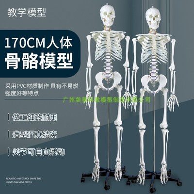 人体骨骼模型170cm人体解剖模型人体脊柱腰椎胸椎骨架模型.180CM