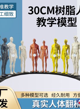 美善模型30CM肌肉骨骼人体教学