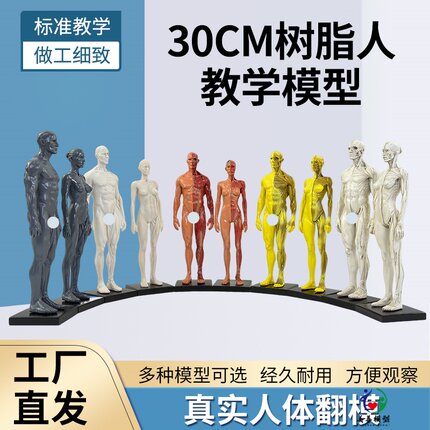 30cm艺用树脂人体模型 肌肉骨骼解剖结构美术模型 CG绘画雕塑教学