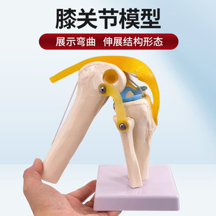 人体膝关节模型附韧带教学仿真骨骼医学功能展示肩颈脊椎骨架骨科