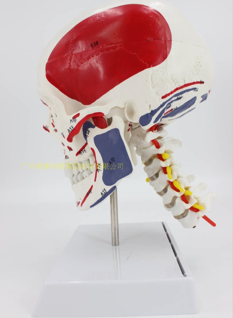 Skull model Skull model Fine Arts skull anatomy Model skull muscle to color cervical vertebra Modelin the Toy/Childs/Puzzle/Building block/Model , Static model , Other model toys  category - from Buy2taobao.com to provide professional Taobao agent buy service