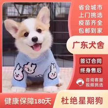 【广东犬舍】柯基幼犬纯种双色三色柯基犬威短腿小型犬活体宠物狗