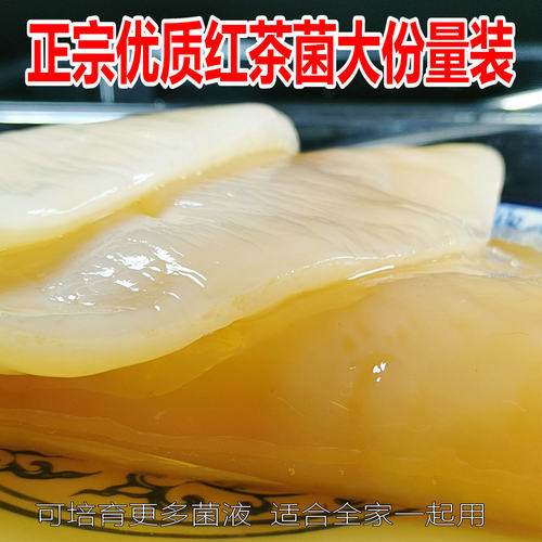正宗红茶菌 红茶菌菌种 海宝 胃宝 醋蛾子  种苗 包邮 送配件消耗