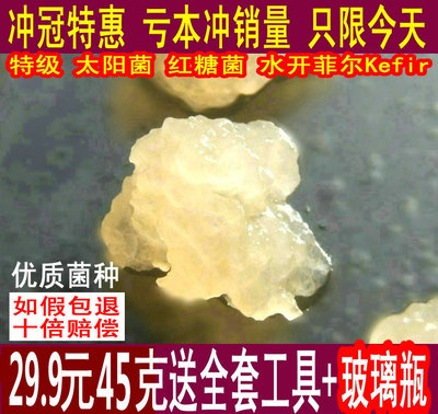 特级太阳菌缇比水晶菌红糖菌雪莲菌水开菲尔Water Kefir Tibicos