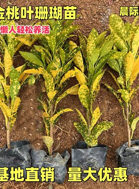洒金桃叶珊瑚常绿色块树苗室外耐寒喜阴花卉彩叶植物庭院别墅绿化