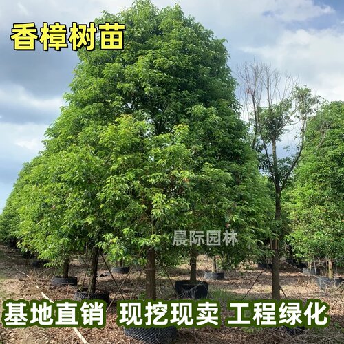 香樟树苗工程行道树绿化四季常青南北方庭院种植小叶龙脑樟驱蚊虫
