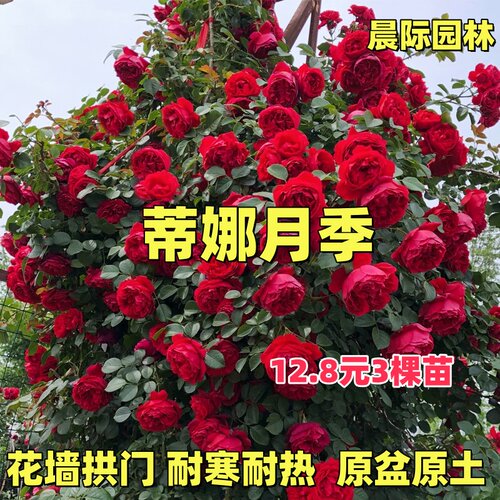 佛罗伦蒂娜藤本月季爬藤蔷薇玫瑰花大苗特大花阳台庭院植物四季开