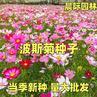 波斯菊花种子格桑花种籽子七彩四季易种花籽易活庭院室外开花种孑