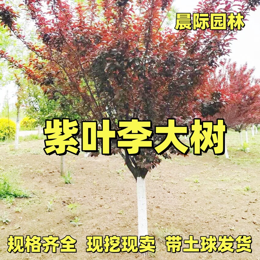 紫叶李树苗庭院园林工程行道花卉耐寒绿化风景植物速生红叶李果苗