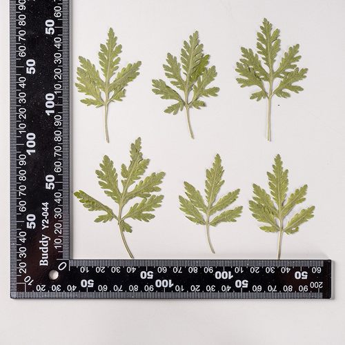 艾草叶 干花包押花压花花材幼儿园创意干花植物标本滴胶手机XZ68