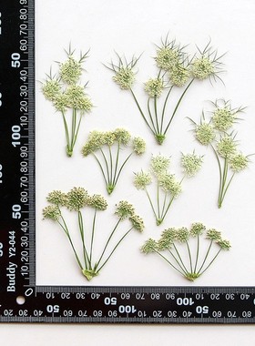 阿米芹 干花标本diy滴胶书签手机壳压花植物标本相框押花材料XZ87