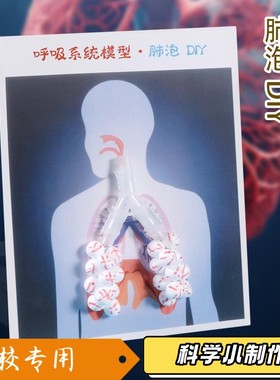 肺泡初中生物模型DIY小制作材料肺呼吸器官七下肺内气体交换XZ20