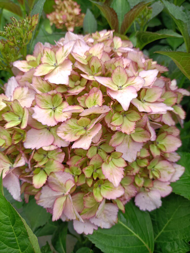 魔幻姑娘绣球 带花苞  一加仑