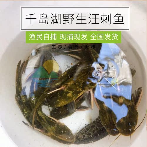 汪刺鱼凸农黄骨鱼黄刺汪丫黄颡昂刺鱼黄辣丁昂公嘎鱼新鲜鲜活