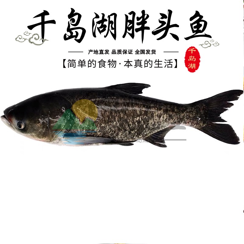 正宗千岛湖胖头鱼鳙鱼新鲜大鱼头活体包头鱼鱼鲜活大头鲢活鱼花鲢
