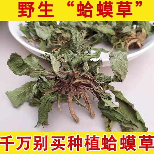 蛤蟆草野生材蛤蟆草 蛤蟆草野生荔枝草新鲜蛤蟆草晒干中草药真货