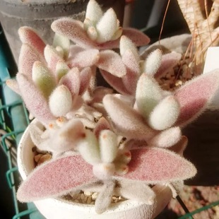福兔耳 福耳兔 伽蓝菜属 Kalanchoe eriophylla 多肉植物