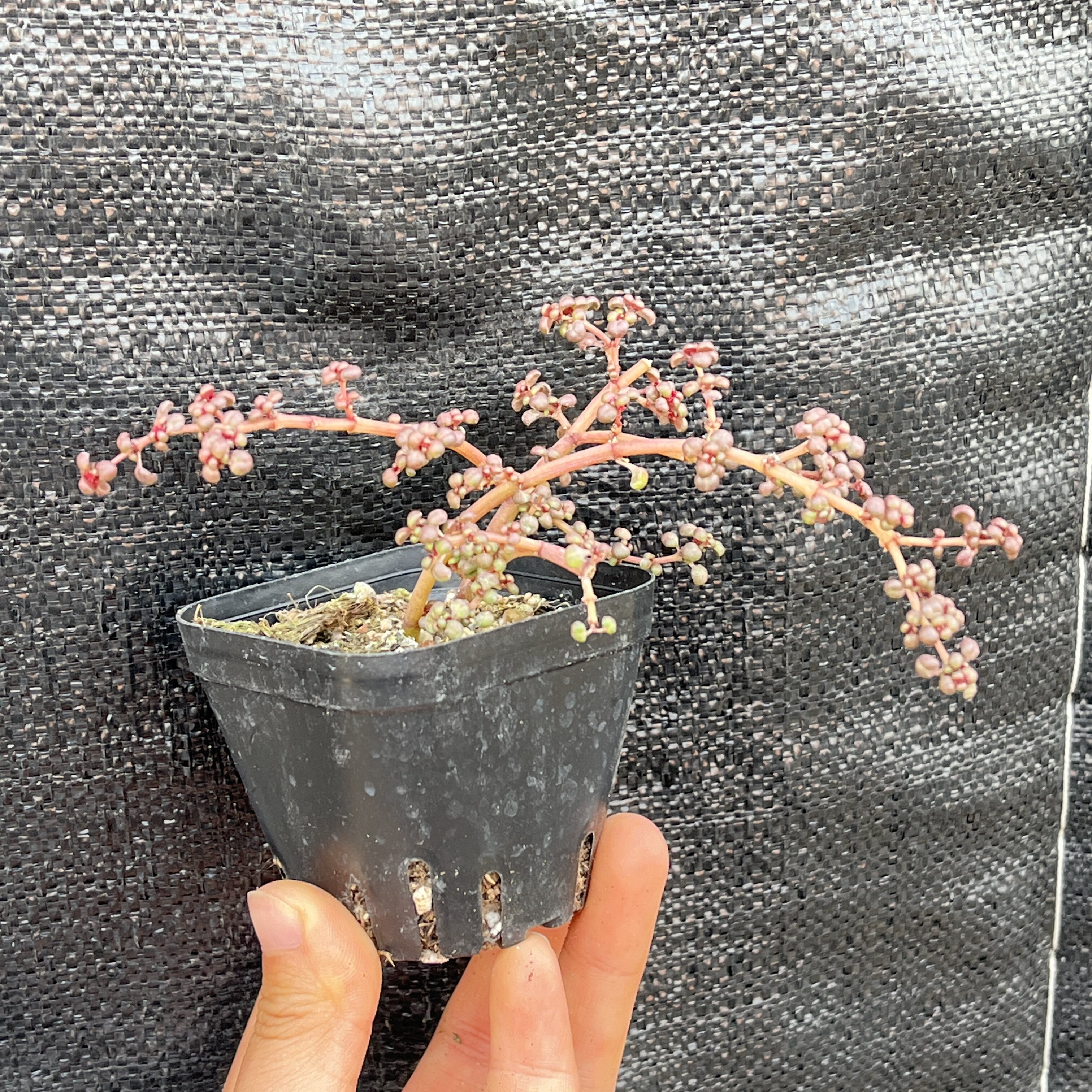 露镜5厘米左右冠幅多肉植物桌面盆栽新手好养活办公室阳台