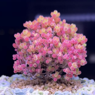 蜜桔糖球枝干番杏糖果多肉迷你多肉植物室内稀有花卉小盆栽好养活