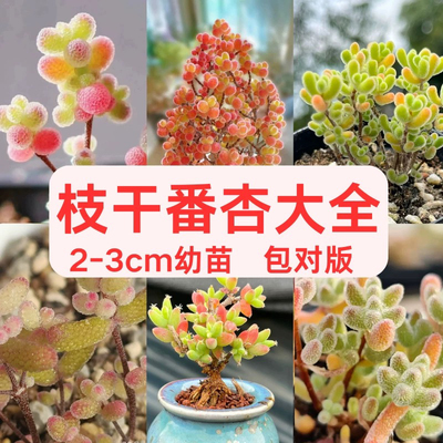 糖球糖果多肉2-3cm冰晶枝干番杏多肉植物室内稀有花卉迷你小盆栽