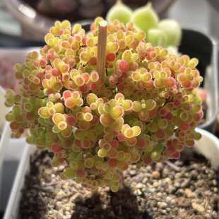 糖球枝干番杏蜜橘糖球金桔蜜橘糖球糖果多肉迷你盆栽冰晶枝干番杏