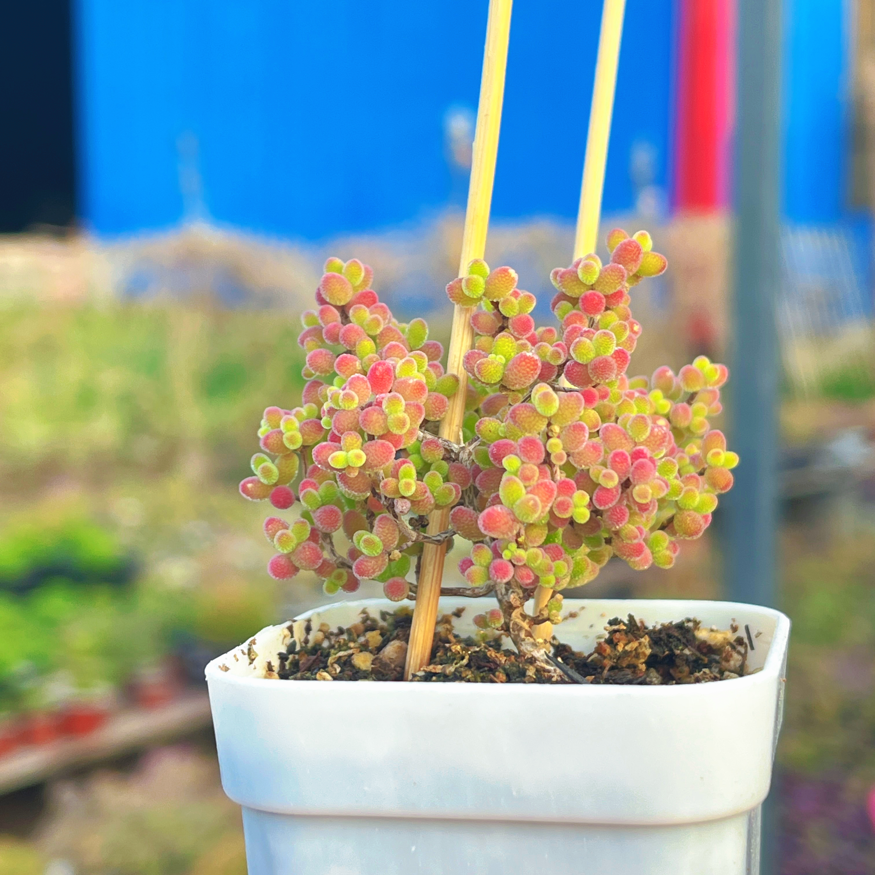 25年新收枝干番杏蜜橘糖球红宝石玉米荧光兔种子9.9随机混合30粒