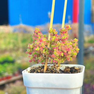 25年新收枝干番杏蜜橘糖球红宝石玉米荧光兔种子9.9随机混合30粒