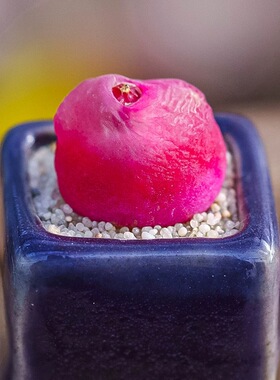 毛汉尼肉锥番杏科多肉植物五彩conophytum maughanii萌肉