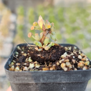 棒叶酢浆草种球块根开花多肉植物绿植盆栽懒人好养