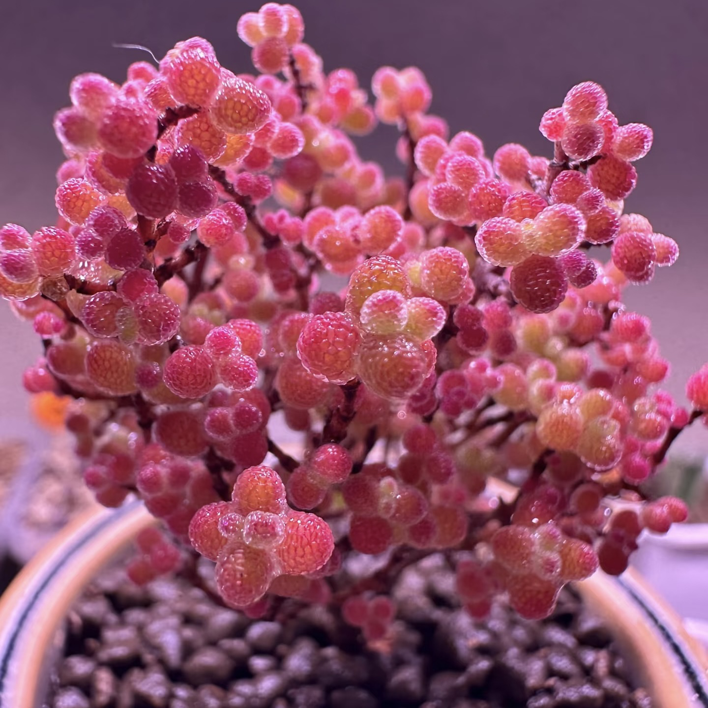 多肉植物番杏枝干冰晶玉米蜜橘糖球密叶糖球好养罕见绿植