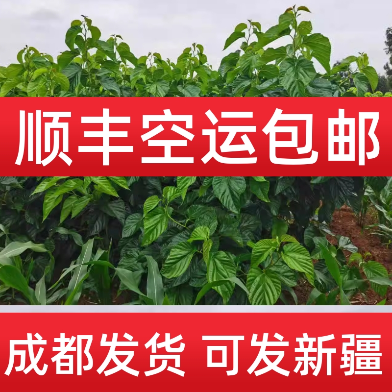 新疆新鲜桑叶蚕宝宝大小蚕顺丰包邮结茧网学生养蚕套装蚕卵1234龄