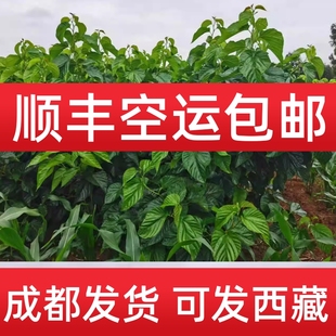 西藏新鲜桑叶蚕宝宝大小蚕顺丰 蚕卵龄拉萨 结茧网学生养蚕套装 包邮